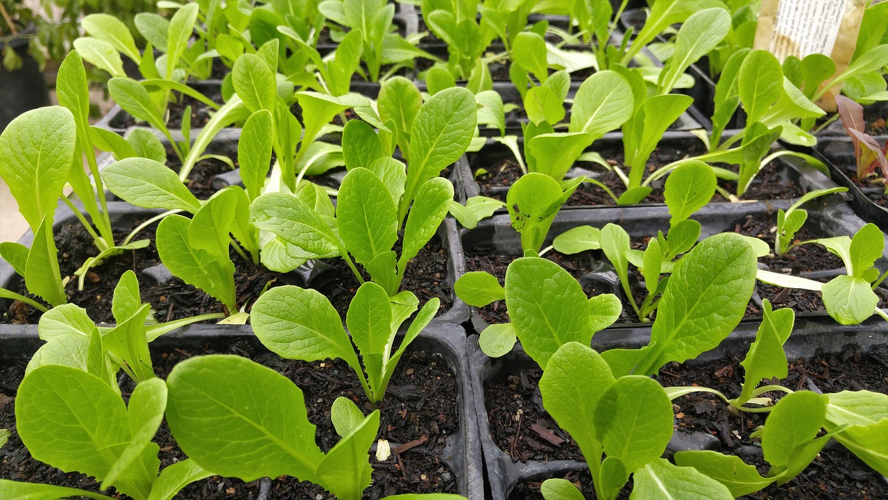 Vegetable Gardening for Beginners: Tips and Tricks